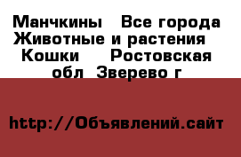 Манчкины - Все города Животные и растения » Кошки   . Ростовская обл.,Зверево г.